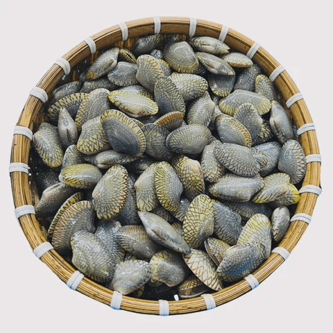 Ngao, Sò & Ốc