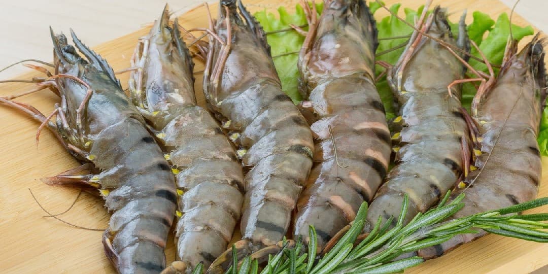 Tôm Sú